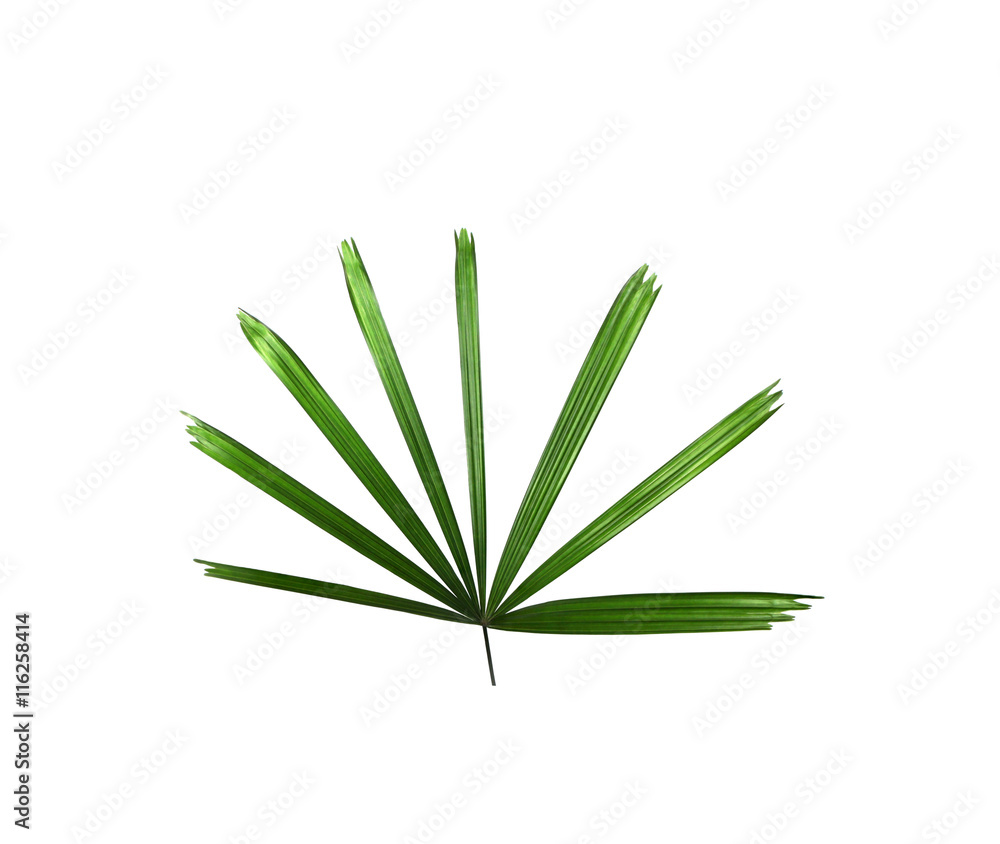 Fototapeta premium Green leaf of palm tree background