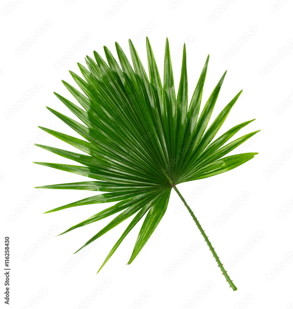 Fototapeta premium Green leaf of palm tree background