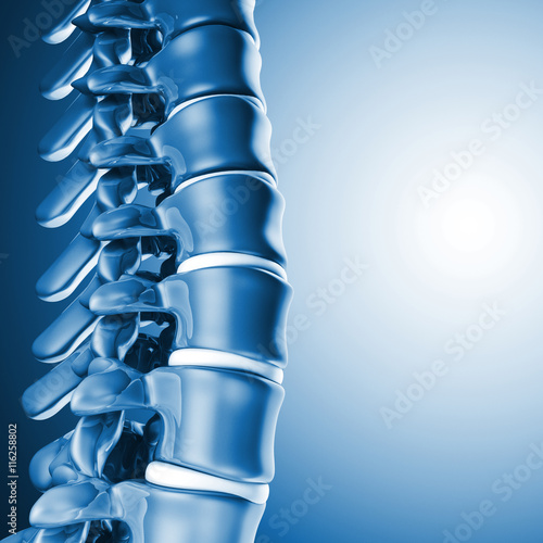 human spinal bone 3d
