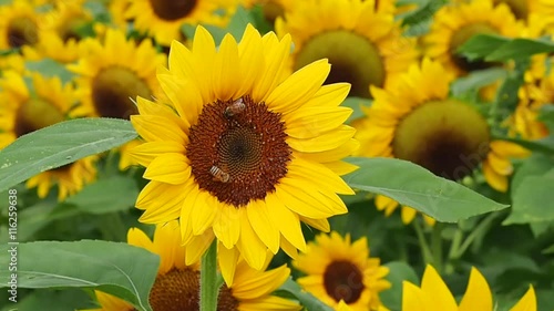 Sunflowers