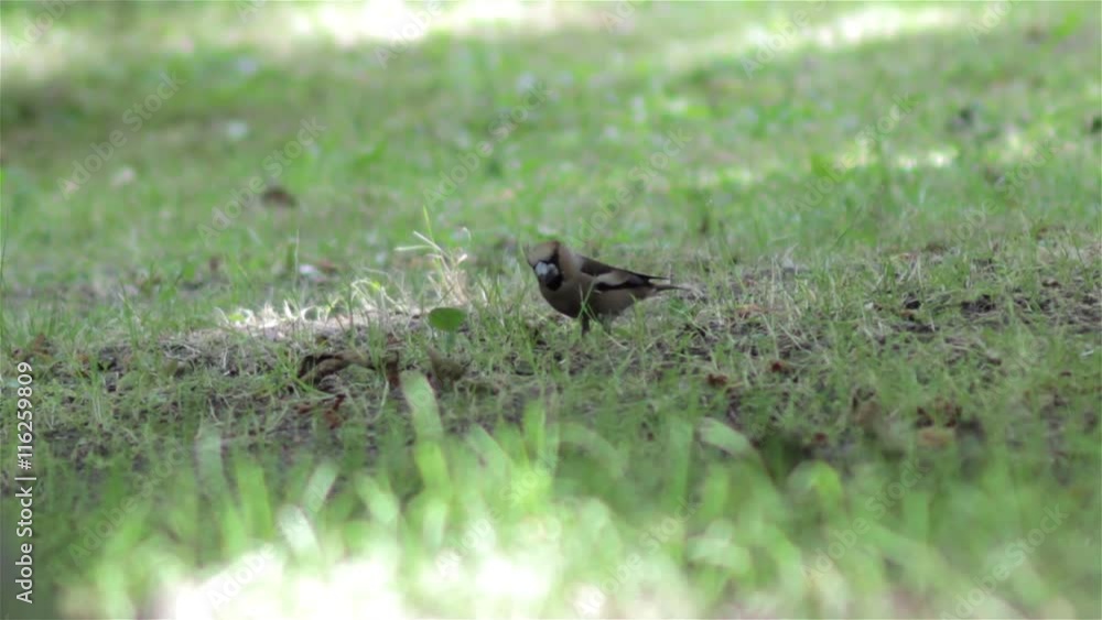 Hawfinch bird/Hashfinch bird eats on the ground in the park Hawfinch bird/Hashfinch bird eats on the ground in the park