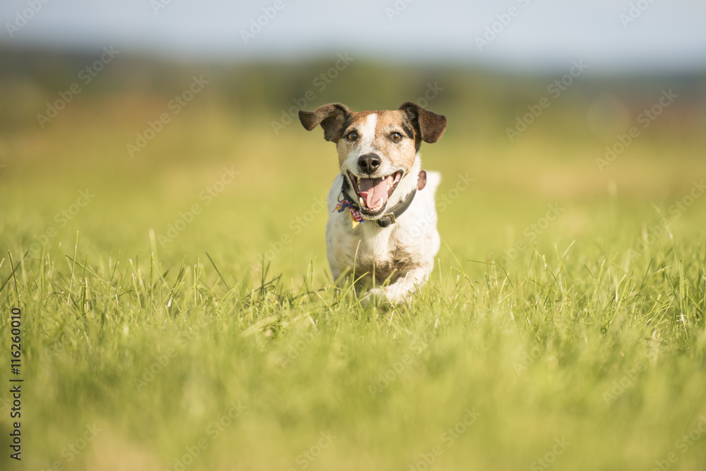dog running across the meadow - Jack Russell Terrier dog running across the meadow - Jack Russell Terrier