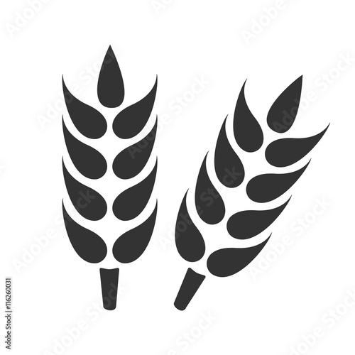 Ears of wheat. Simple flat logo of wheat ears on white background. Vector illustration.