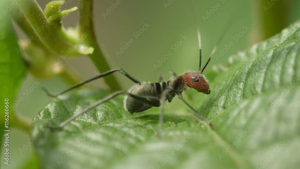 Video 1920x1080 - Grasshopper is very similar to the dangerous ant. Mimicry in nature of Thailand Video 1920x1080 - Grasshopper is very similar to the dangerous ant. Mimicry in nature of Thailand