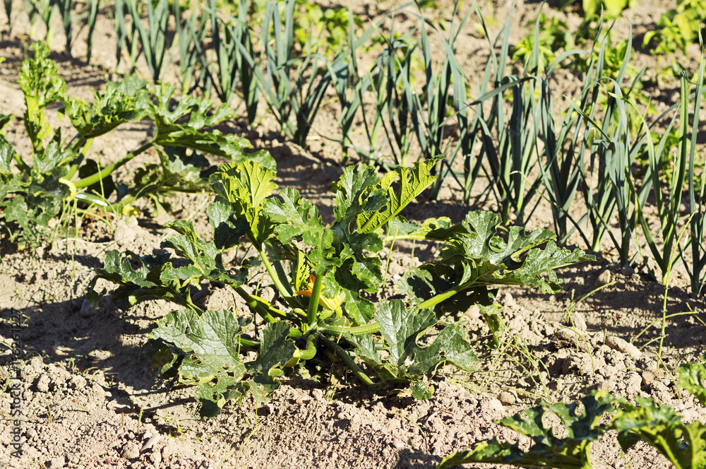 vegetable crops with cucumbers in the Castilla fields, Spain vegetable crops with cucumbers in the Castilla fields, Spain