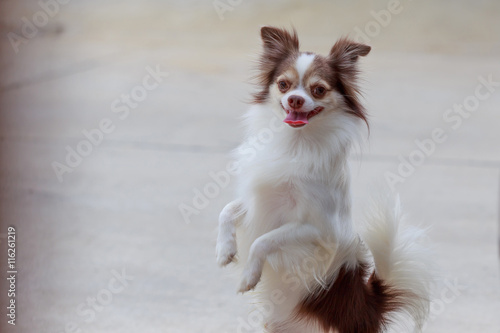 The cute dog standing two hind leg. © Winyou
