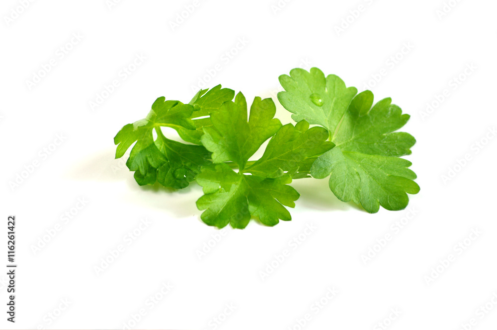 Parsley is Green leafy vegetables useful on white background
Parsley is Green leafy vegetables useful on white background