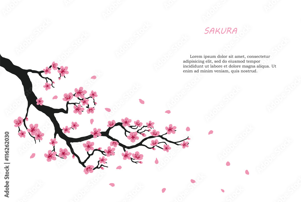 Obraz premium Flowering branch of sakura on a white background