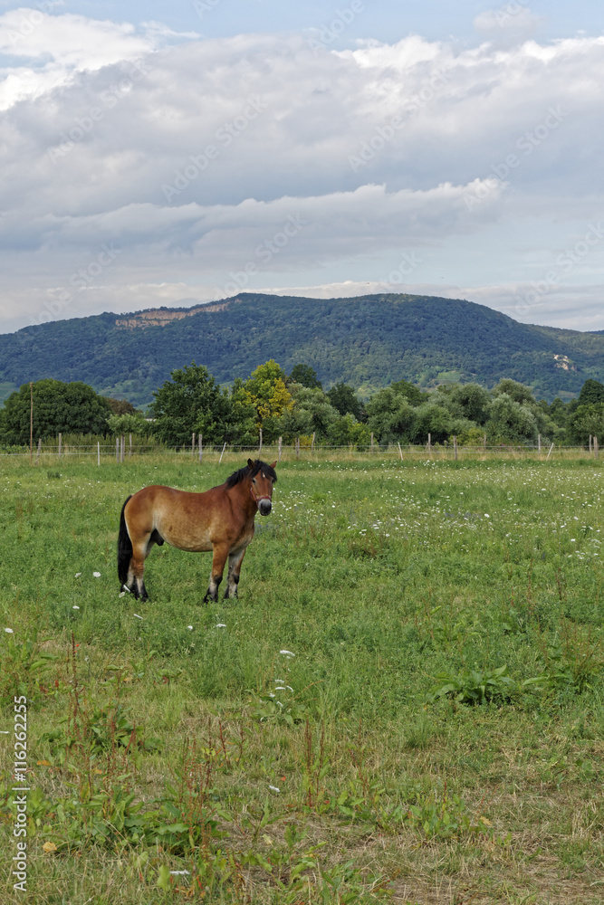 paddock in the summer