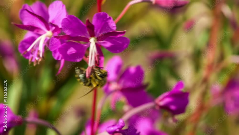 Honeybee Macro Collecting Nectar from Fireweed Blossom Honeybee Macro Collecting Nectar from Fireweed Blossom