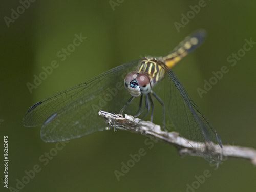 Female Blue Dasher Dragonfly © Brian E Kushner