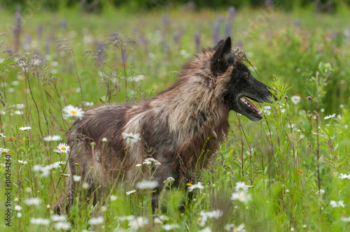 Grey Wolf  Canis lupus  Stands Amongst Flowers