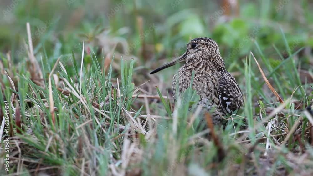 Great snipe on a meadow in the wild nature Great snipe on a meadow in the wild nature