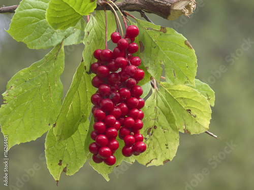 Cluster of fruits of a magnolia vine Schisandra chinensis photo