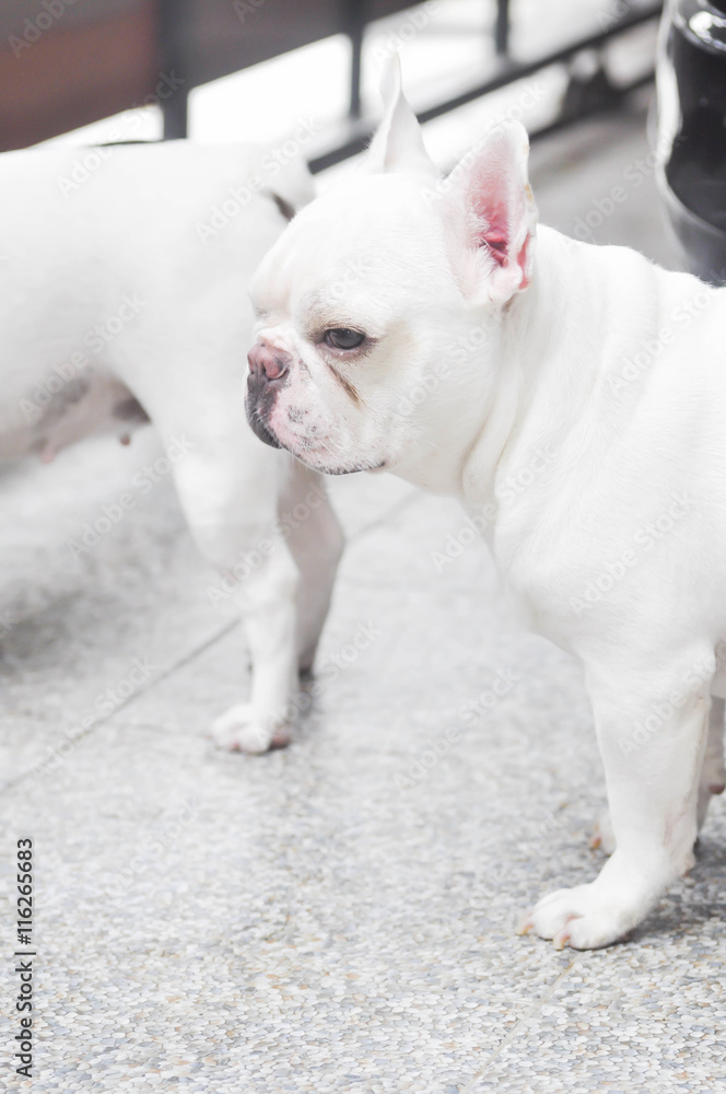 absent-minded French bulldog or  white French bulldog