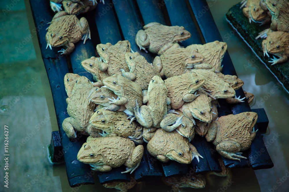 Naklejka premium Eye of Frogs Family in green lake