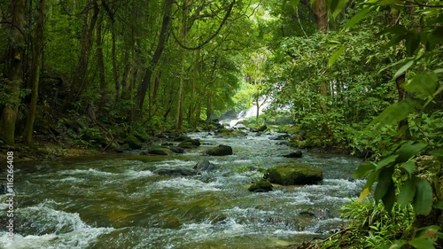 Video 1920x1080 - Forest, a small river near Chiang Rai, Thailand