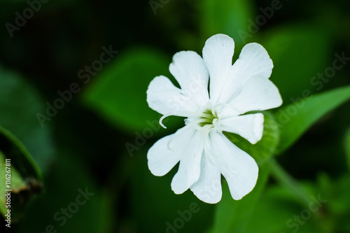 Close up of wild white flower