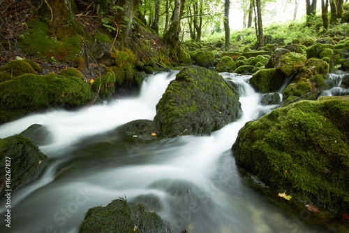Fototapeta Naklejka Na Ścianę i Meble -  fast flowing rivers in the forests of Montenegro