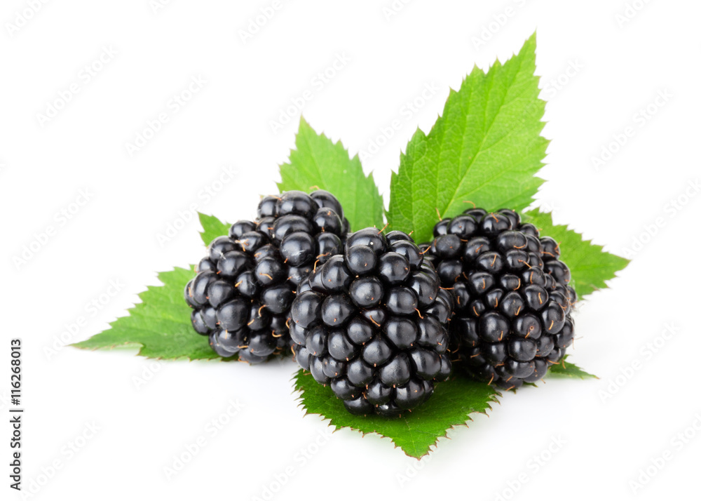Three ripe blackberries with leaves Three ripe blackberries with leaves