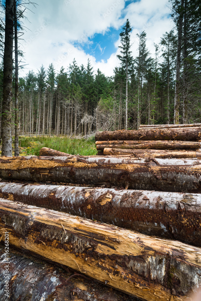 close-up of chopped wood logs at the edge of the forest
