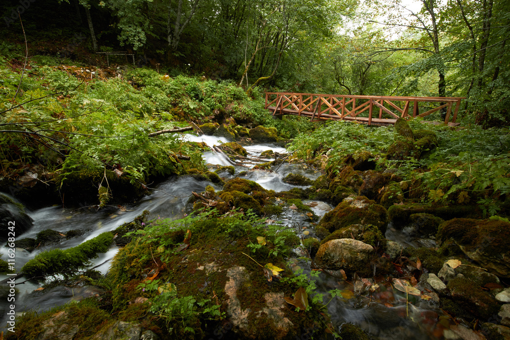 fast flowing rivers in the forests of Montenegro fast flowing rivers in the forests of Montenegro