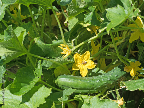 Gurke, Cucumis sativus, Salatgurke, Cucumber 