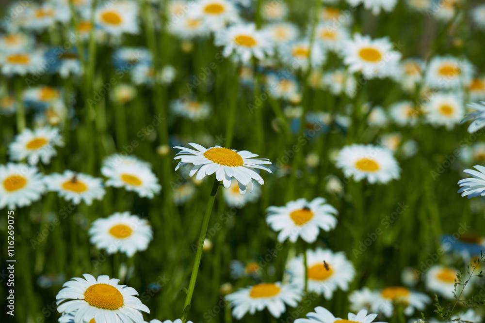 Fototapeta premium daisies in a meadow