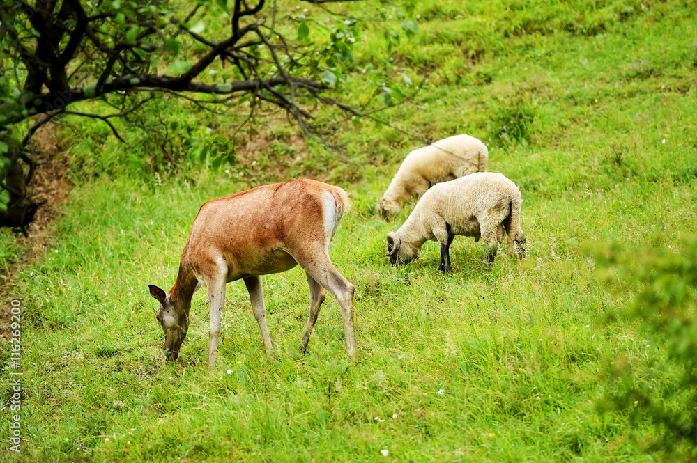 Deer graze next to sheep Deer graze next to sheep