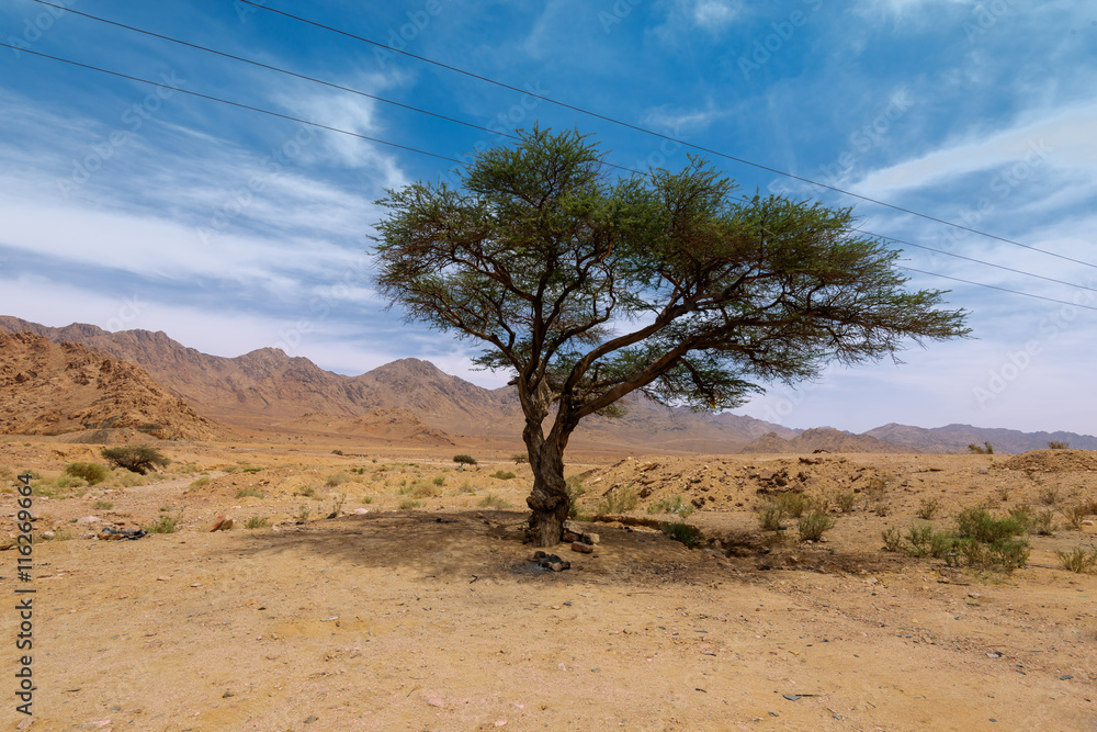 Alone tree in desert, Jordan