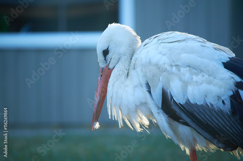 Stork close-up