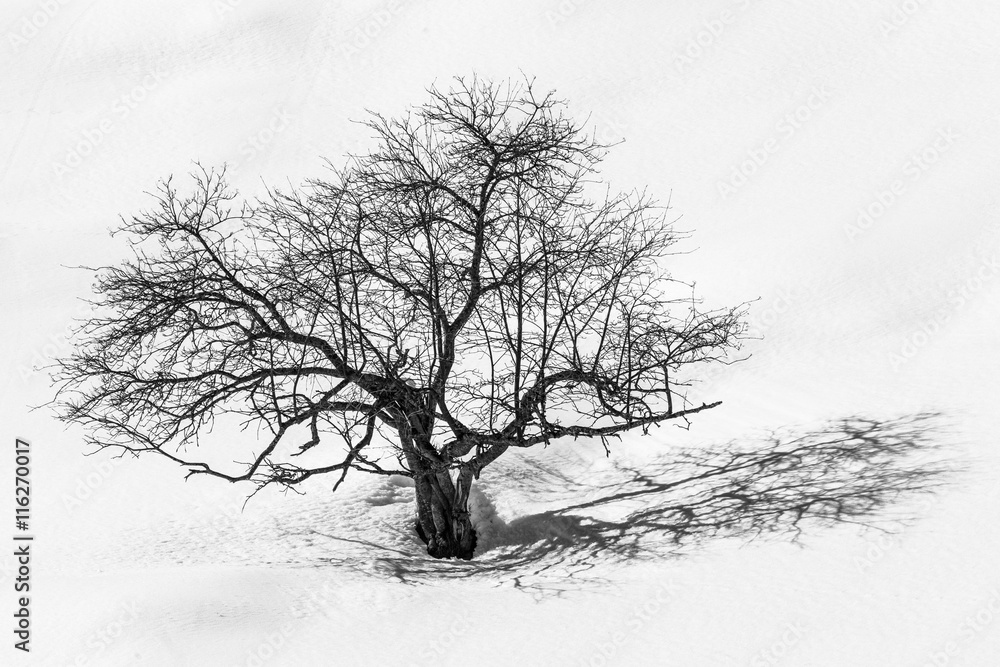 Baum Baum