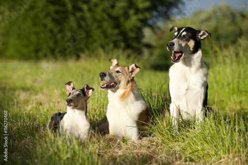 Drei Kurzhaar Collies liegen im Gras im Sommer photo