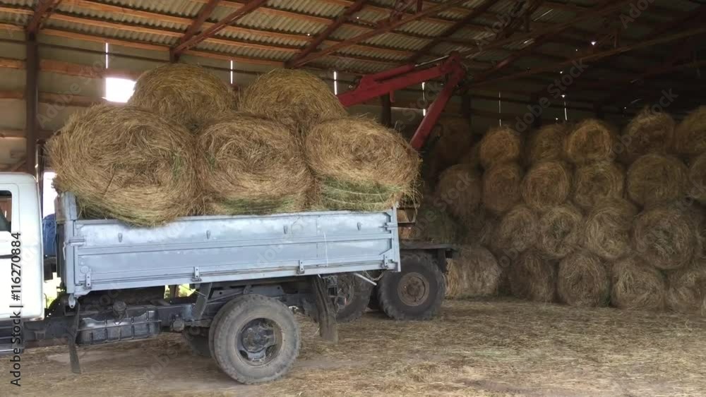 Погрузка рулонов сена. Перевозка сена. Рулон сена. Телега для перевозки рулонов на мтз 1221. Перевозим сено.