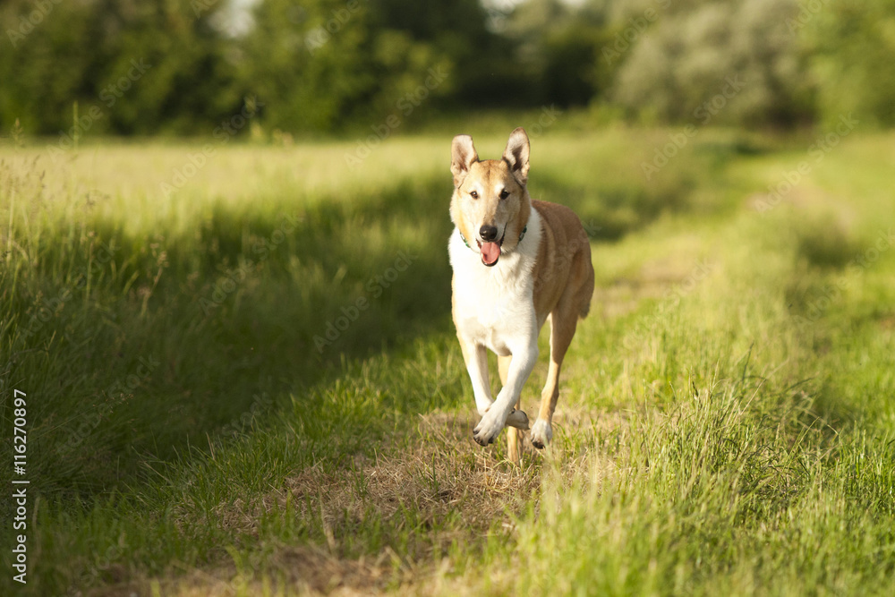 Kurzhaar Collie Hund rennt in der Natur