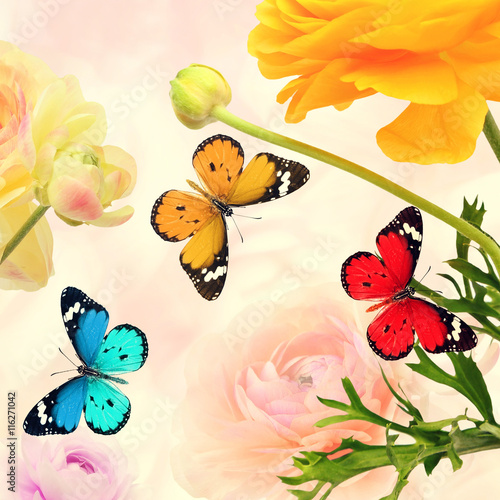 Colorful beautiful flowers and butterflies flying. Sweet blurred gentle buttercups in the background. Summertime ( springtime) nature and wildlife abstract background