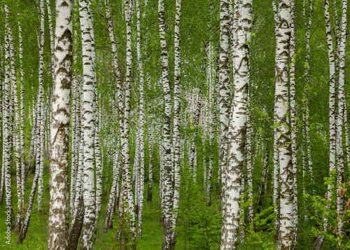 Fototapeta Naklejka Na Ścianę i Meble -  Birch grove in the spring