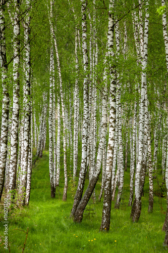 Fototapeta Naklejka Na Ścianę i Meble -  Birch grove in the spring