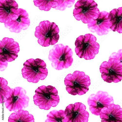 Beautiful floral background with pink petunias isolated 