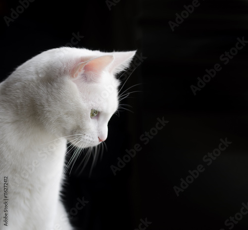 Kedi