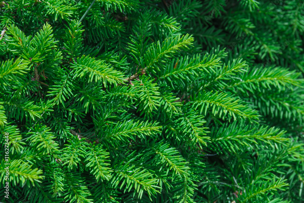 evergreen fir trees evergreen fir trees