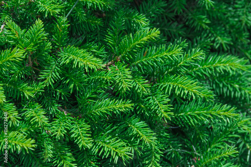 evergreen fir trees