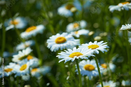 daisies in a meadow