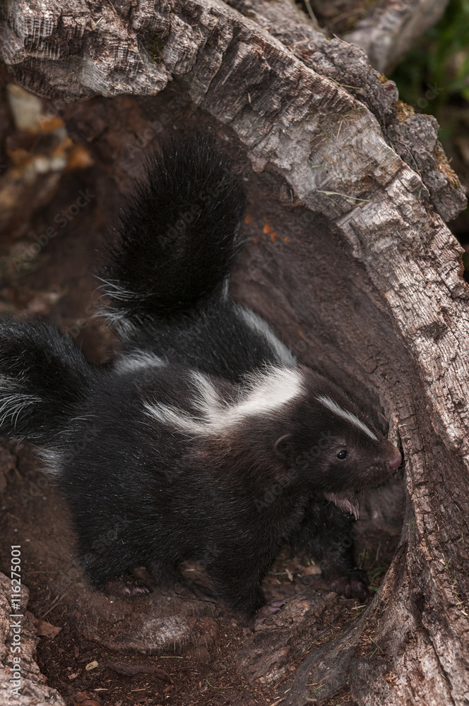 Baby Striped Skunks (Mephitis mephitis) Nose About in Log Baby Striped Skunks (Mephitis mephitis) Nose About in Log