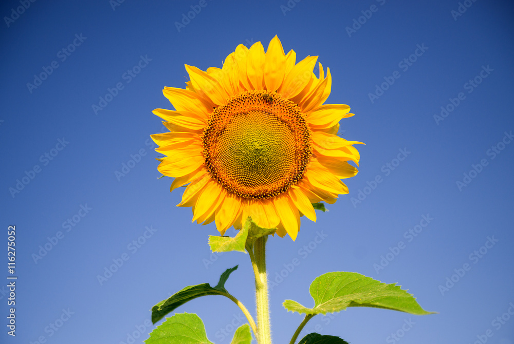 Sunflower grows in a field in Sunny weather. Sunflower grows in a field in Sunny weather.