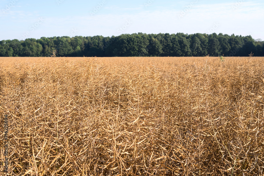 Fototapeta premium Rapsfeld einen Tag vor der Ernte