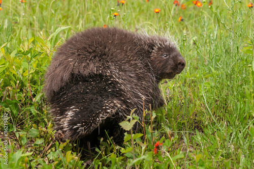 Porcupine (Erethizon dorsatum) Looks Back photo