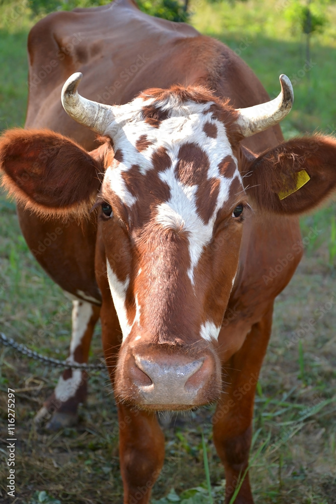 cow on meadow