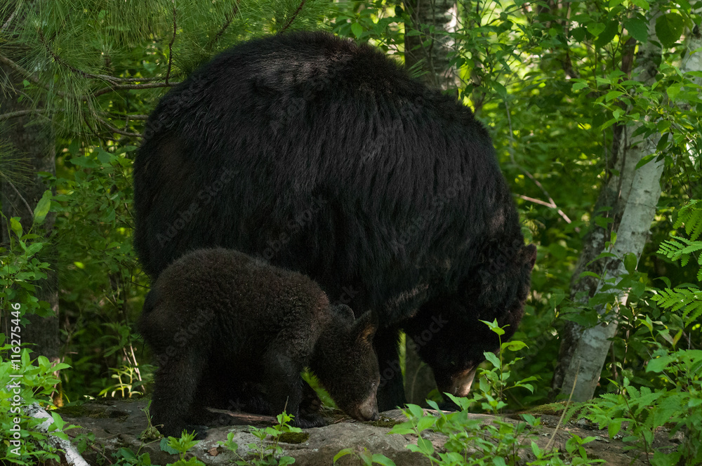 Mother Black Bear (Ursus americanus) and Cub Mother Black Bear (Ursus americanus) and Cub