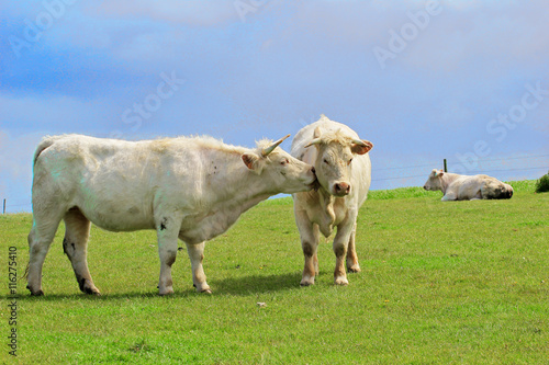 Cows graze on a green meadow. One cow licks another.